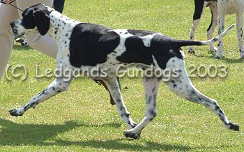 Limit Dog